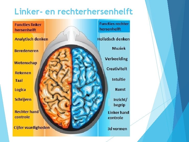 Linker- en rechterhersenhelft 