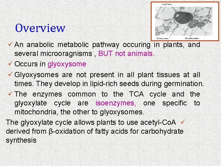 Overview ü An anabolic metabolic pathway occuring in plants, and several microoragnisms , BUT
