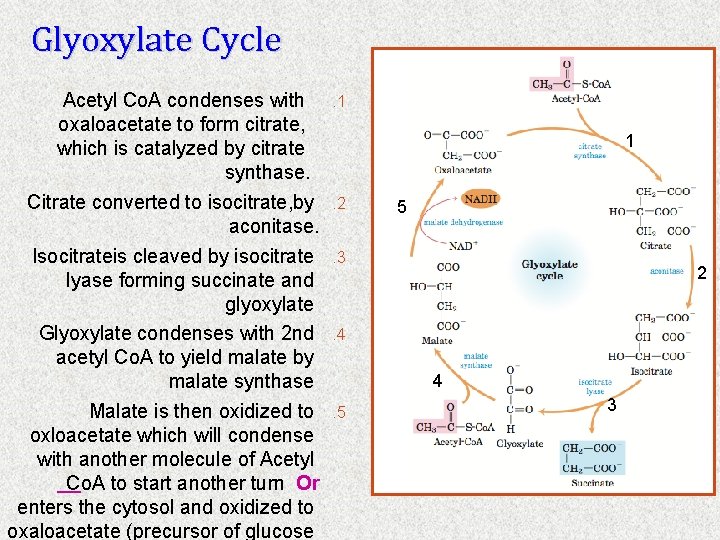 Glyoxylate Cycle Acetyl Co. A condenses with oxaloacetate to form citrate, which is catalyzed
