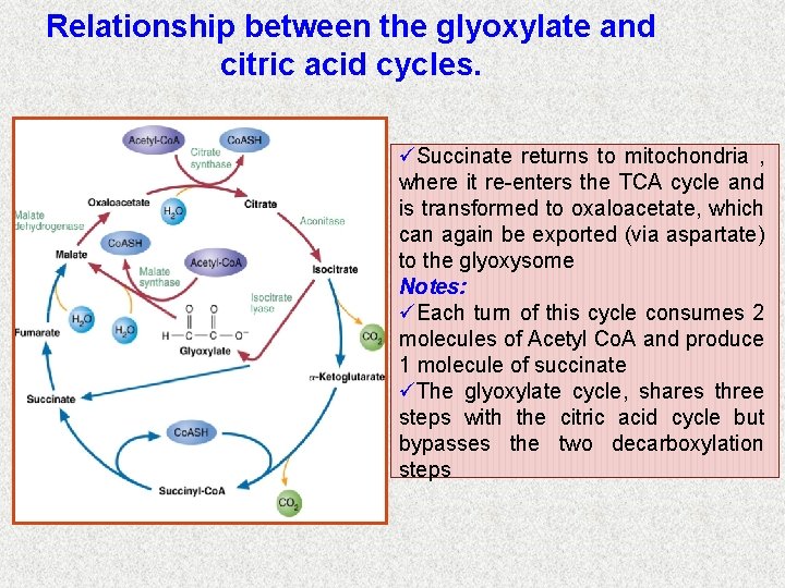 Relationship between the glyoxylate and citric acid cycles. üSuccinate returns to mitochondria , where