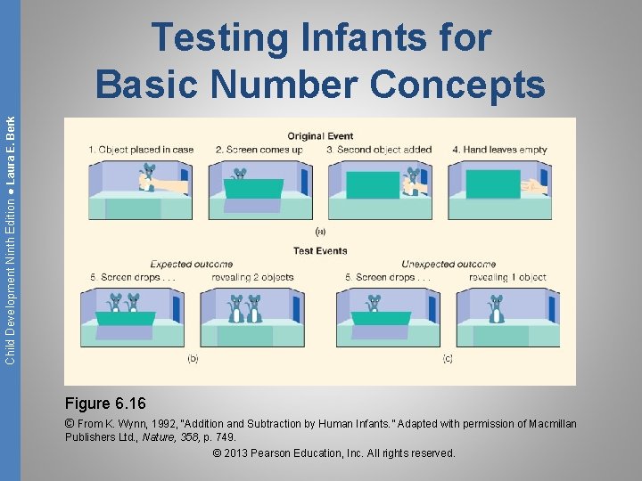Child Development Ninth Edition ● Laura E. Berk Testing Infants for Basic Number Concepts