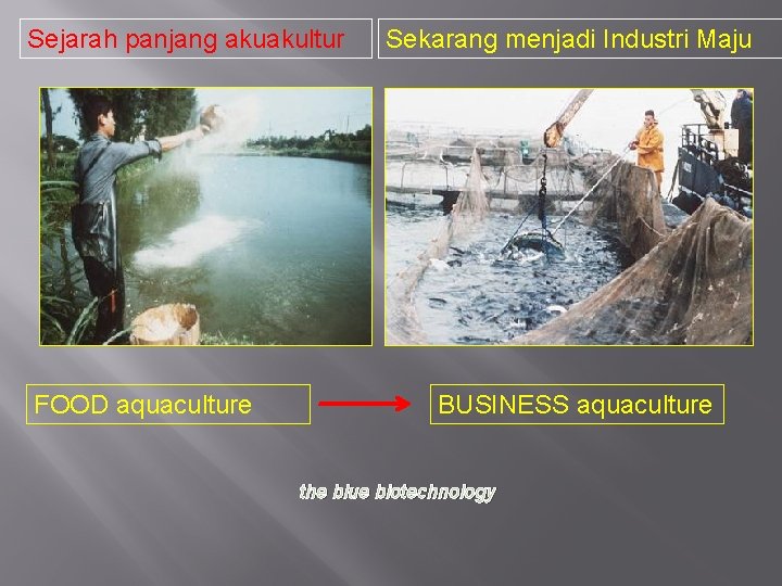 Sejarah panjang akuakultur FOOD aquaculture Sekarang menjadi Industri Maju BUSINESS aquaculture the blue biotechnology