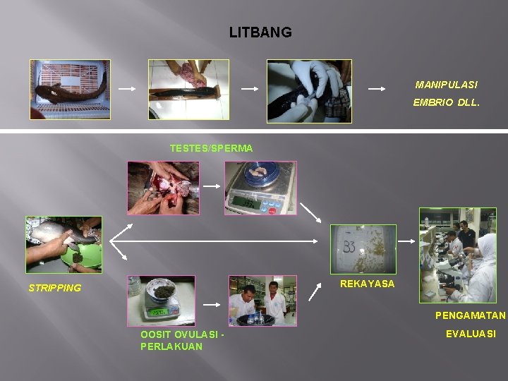 LITBANG MANIPULASI EMBRIO DLL. TESTES/SPERMA REKAYASA STRIPPING PENGAMATAN OOSIT OVULASI PERLAKUAN EVALUASI 