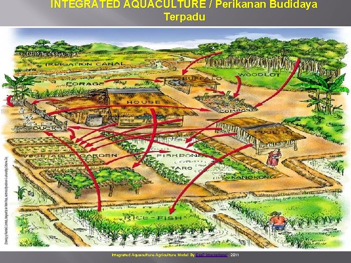 INTEGRATED AQUACULTURE / Perikanan Budidaya Terpadu Integrated Aquaculture-Agriculture Model By Eco 7 International, 2011