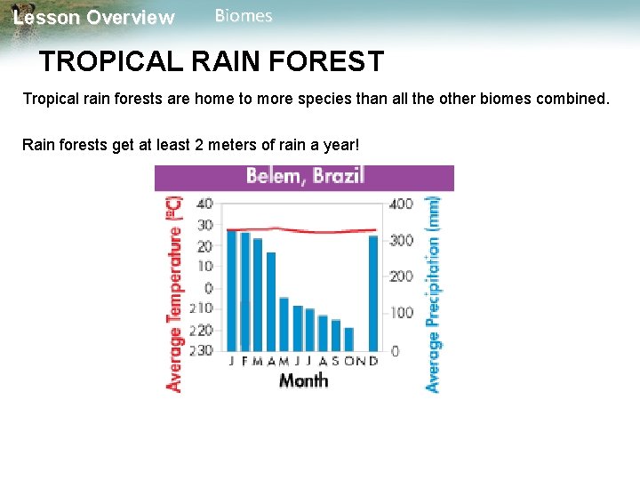 Lesson Overview Biomes TROPICAL RAIN FOREST Tropical rain forests are home to more species