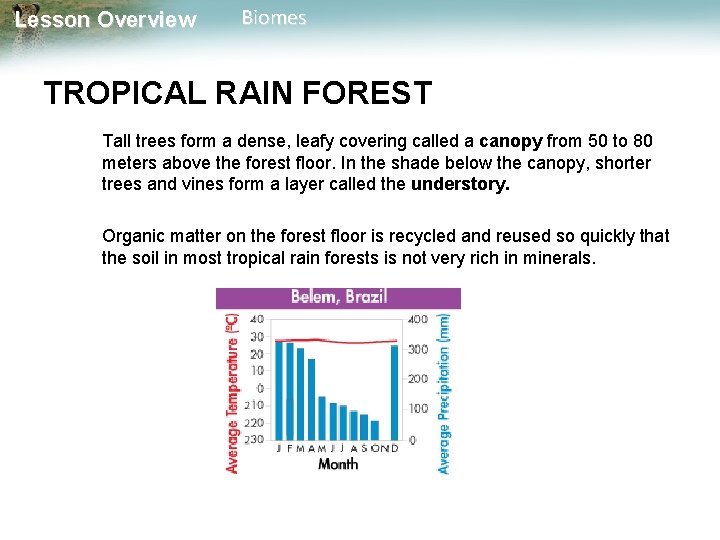 Lesson Overview Biomes TROPICAL RAIN FOREST Tall trees form a dense, leafy covering called