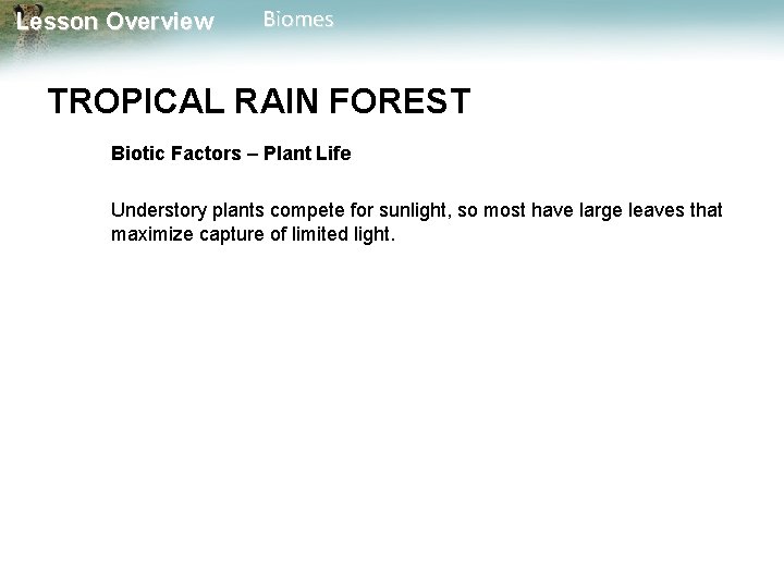 Lesson Overview Biomes TROPICAL RAIN FOREST Biotic Factors – Plant Life Understory plants compete