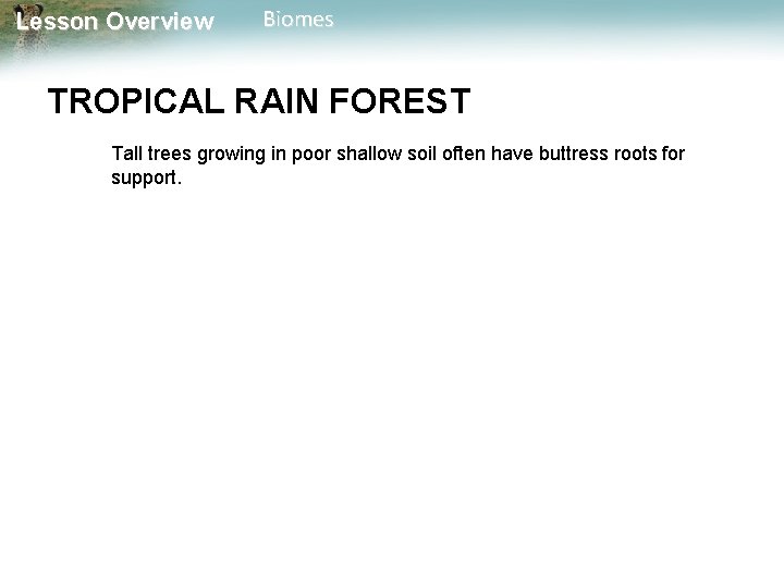 Lesson Overview Biomes TROPICAL RAIN FOREST Tall trees growing in poor shallow soil often