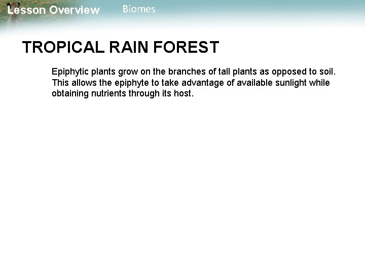 Lesson Overview Biomes TROPICAL RAIN FOREST Epiphytic plants grow on the branches of tall