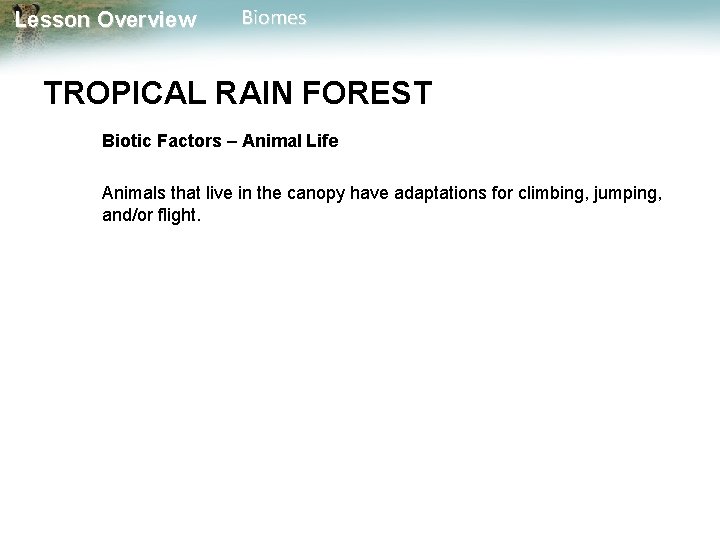 Lesson Overview Biomes TROPICAL RAIN FOREST Biotic Factors – Animal Life Animals that live