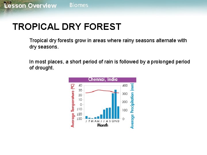 Lesson Overview Biomes TROPICAL DRY FOREST Tropical dry forests grow in areas where rainy