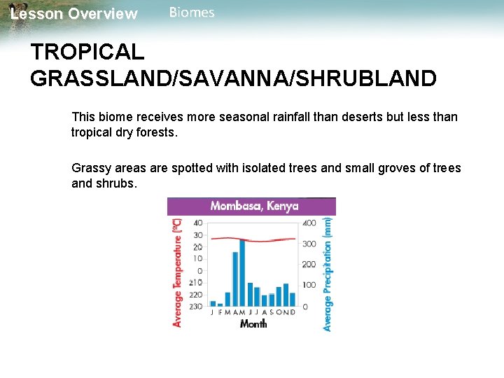 Lesson Overview Biomes TROPICAL GRASSLAND/SAVANNA/SHRUBLAND This biome receives more seasonal rainfall than deserts but