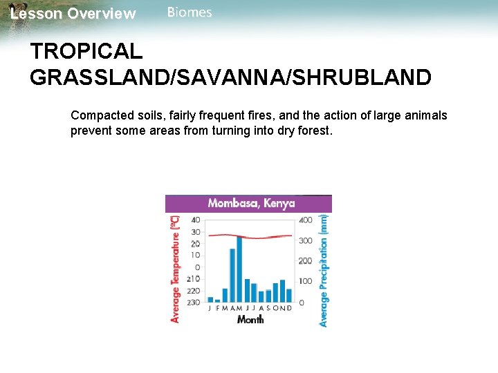 Lesson Overview Biomes TROPICAL GRASSLAND/SAVANNA/SHRUBLAND Compacted soils, fairly frequent fires, and the action of