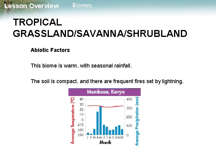 Lesson Overview Biomes TROPICAL GRASSLAND/SAVANNA/SHRUBLAND Abiotic Factors This biome is warm, with seasonal rainfall.