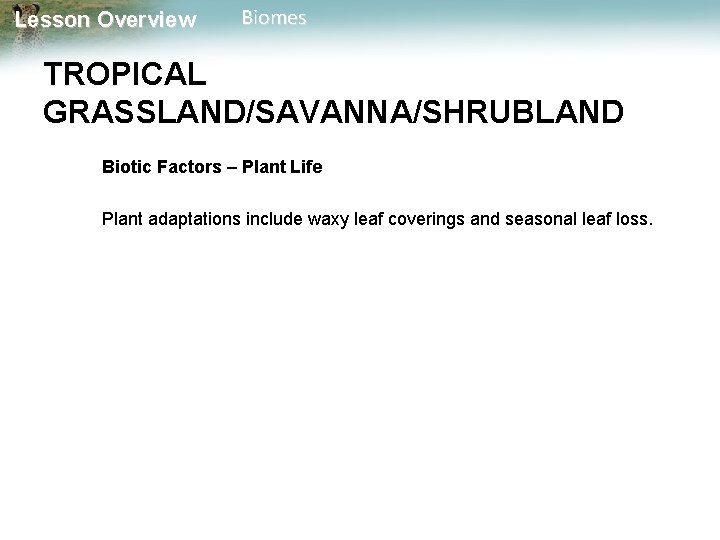 Lesson Overview Biomes TROPICAL GRASSLAND/SAVANNA/SHRUBLAND Biotic Factors – Plant Life Plant adaptations include waxy