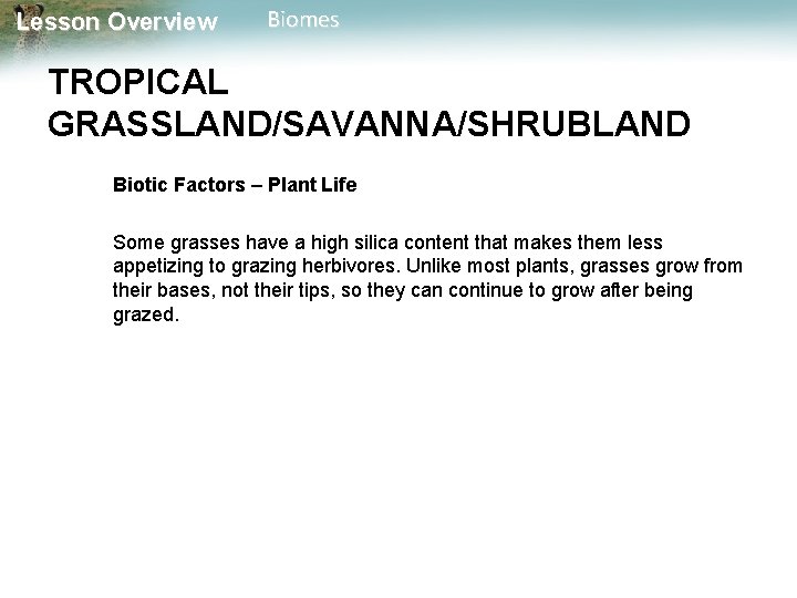 Lesson Overview Biomes TROPICAL GRASSLAND/SAVANNA/SHRUBLAND Biotic Factors – Plant Life Some grasses have a