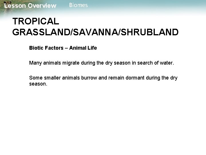 Lesson Overview Biomes TROPICAL GRASSLAND/SAVANNA/SHRUBLAND Biotic Factors – Animal Life Many animals migrate during