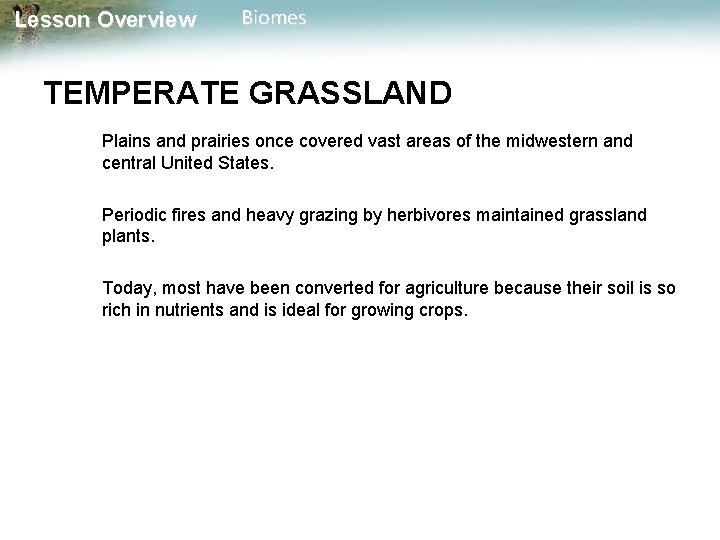 Lesson Overview Biomes TEMPERATE GRASSLAND Plains and prairies once covered vast areas of the