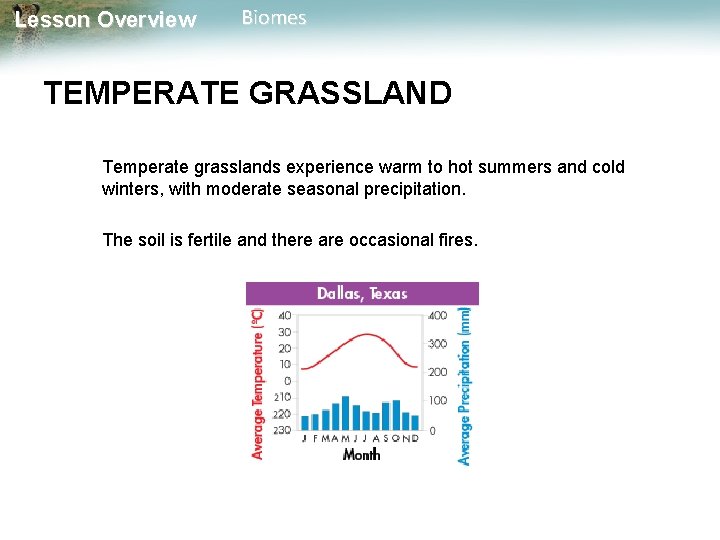 Lesson Overview Biomes TEMPERATE GRASSLAND Temperate grasslands experience warm to hot summers and cold