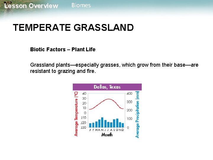 Lesson Overview Biomes TEMPERATE GRASSLAND Biotic Factors – Plant Life Grassland plants—especially grasses, which