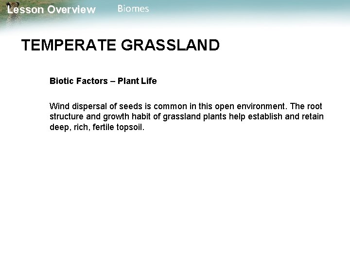 Lesson Overview Biomes TEMPERATE GRASSLAND Biotic Factors – Plant Life Wind dispersal of seeds