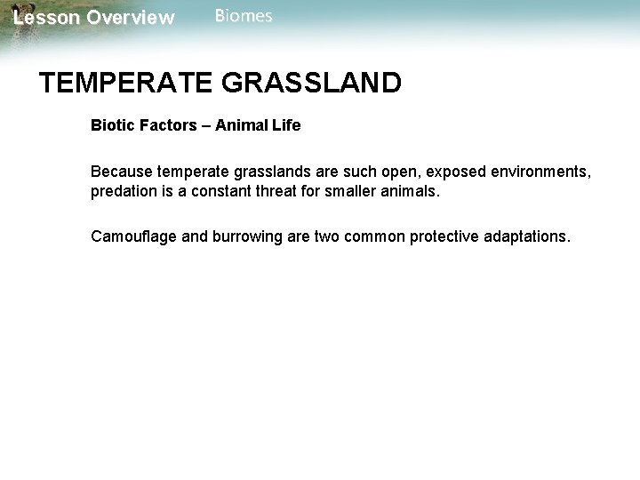 Lesson Overview Biomes TEMPERATE GRASSLAND Biotic Factors – Animal Life Because temperate grasslands are