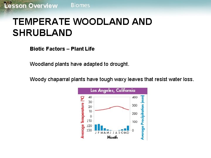 Lesson Overview Biomes TEMPERATE WOODLAND SHRUBLAND Biotic Factors – Plant Life Woodland plants have