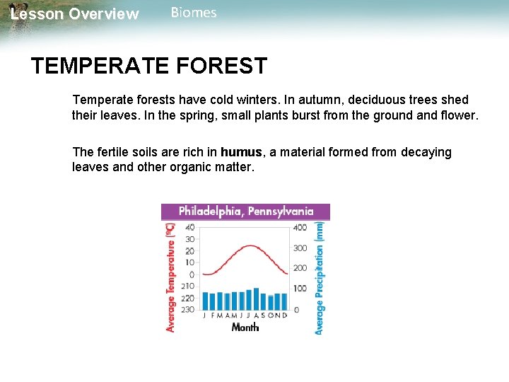 Lesson Overview Biomes TEMPERATE FOREST Temperate forests have cold winters. In autumn, deciduous trees