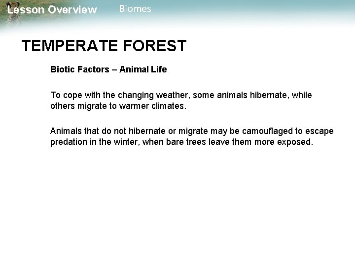 Lesson Overview Biomes TEMPERATE FOREST Biotic Factors – Animal Life To cope with the