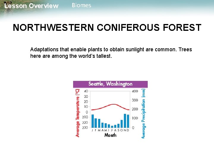 Lesson Overview Biomes NORTHWESTERN CONIFEROUS FOREST Adaptations that enable plants to obtain sunlight are