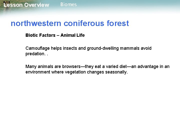 Lesson Overview Biomes northwestern coniferous forest Biotic Factors – Animal Life Camouflage helps insects