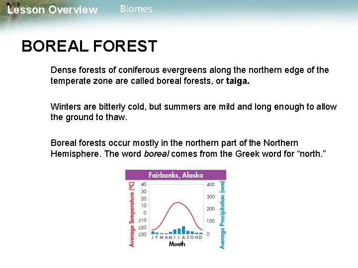 Lesson Overview Biomes BOREAL FOREST Dense forests of coniferous evergreens along the northern edge