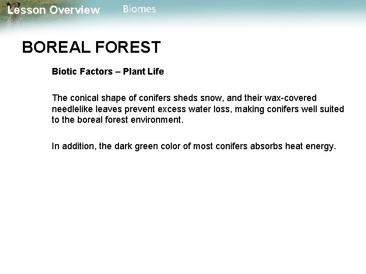 Lesson Overview Biomes BOREAL FOREST Biotic Factors – Plant Life The conical shape of