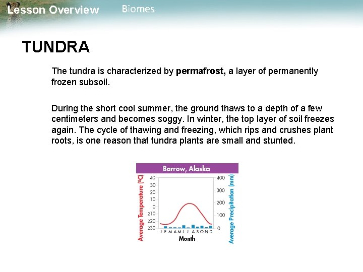 Lesson Overview Biomes TUNDRA The tundra is characterized by permafrost, a layer of permanently
