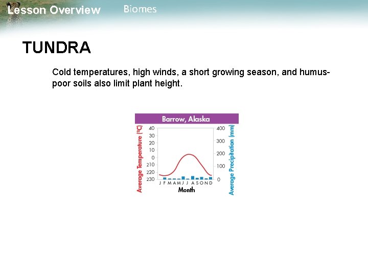 Lesson Overview Biomes TUNDRA Cold temperatures, high winds, a short growing season, and humuspoor