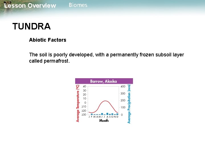 Lesson Overview Biomes TUNDRA Abiotic Factors The soil is poorly developed, with a permanently