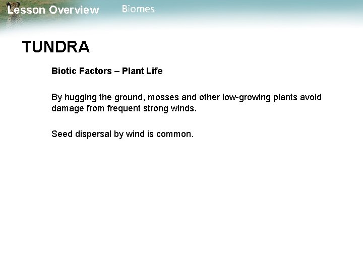 Lesson Overview Biomes TUNDRA Biotic Factors – Plant Life By hugging the ground, mosses