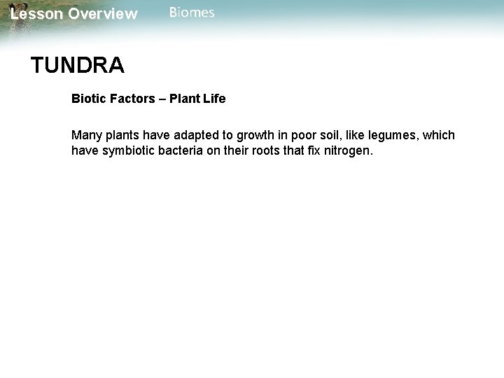 Lesson Overview Biomes TUNDRA Biotic Factors – Plant Life Many plants have adapted to