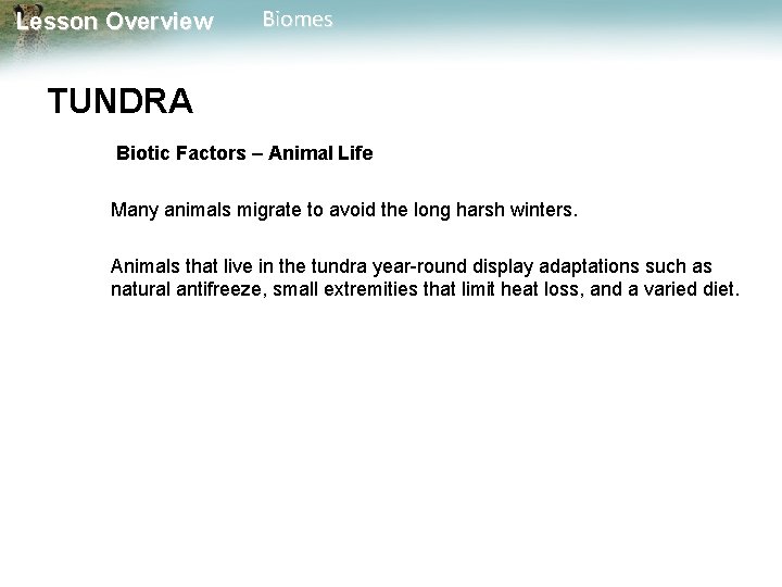 Lesson Overview Biomes TUNDRA Biotic Factors – Animal Life Many animals migrate to avoid