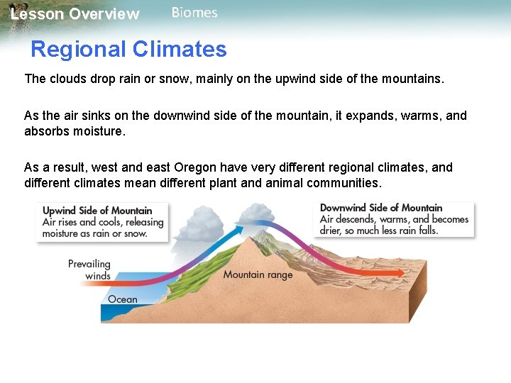 Lesson Overview Biomes Regional Climates The clouds drop rain or snow, mainly on the