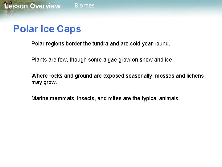 Lesson Overview Biomes Polar Ice Caps Polar regions border the tundra and are cold