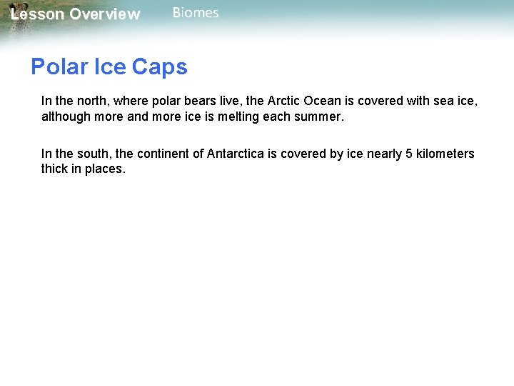 Lesson Overview Biomes Polar Ice Caps In the north, where polar bears live, the