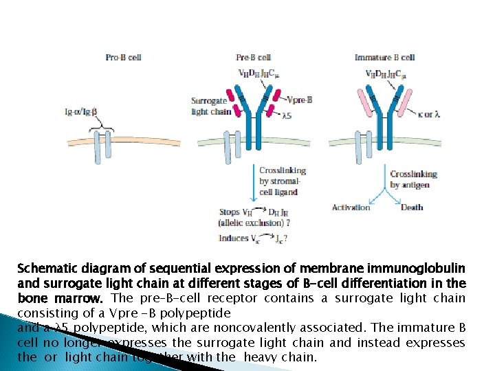 Schematic diagram of sequential expression of membrane immunoglobulin and surrogate light chain at different