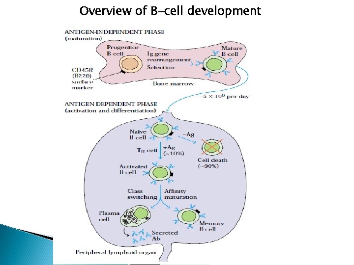 Overview of B-cell development 