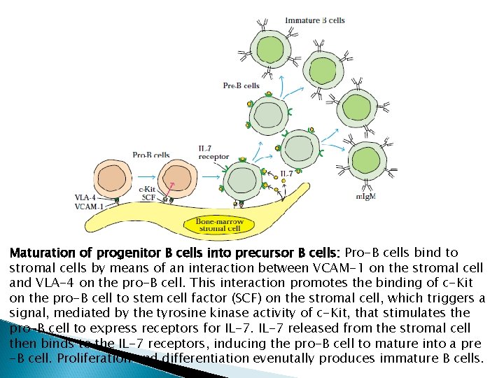 Maturation of progenitor B cells into precursor B cells: Pro-B cells bind to stromal