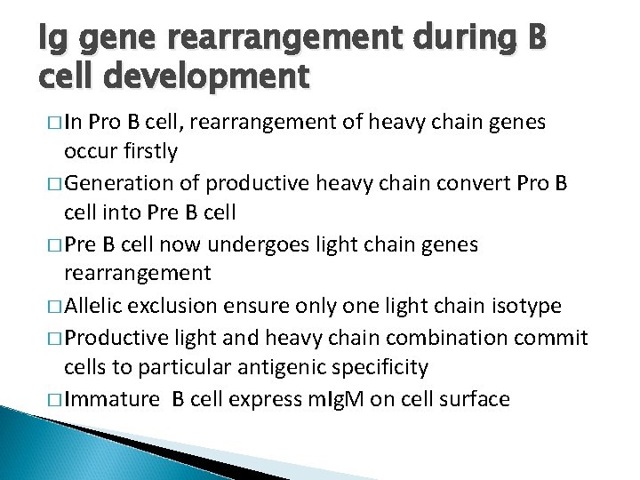 Ig gene rearrangement during B cell development � In Pro B cell, rearrangement of