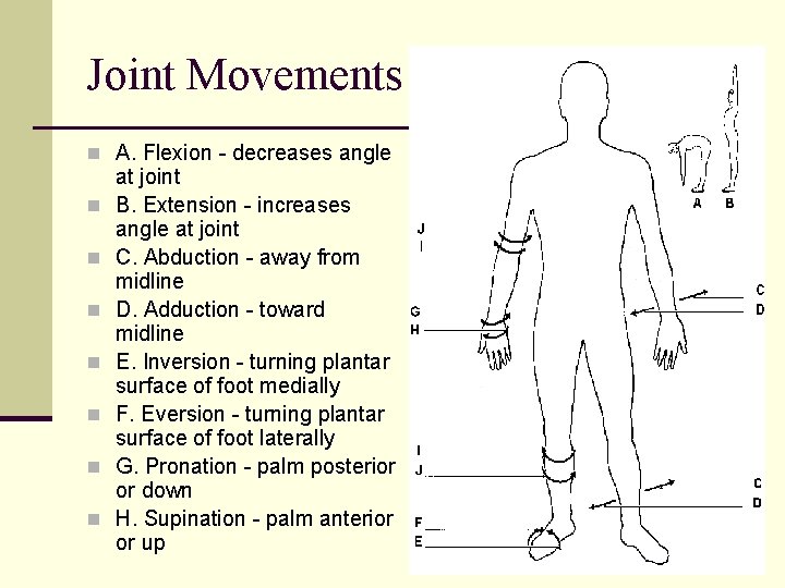 Joint Movements n A. Flexion - decreases angle n n n n at joint