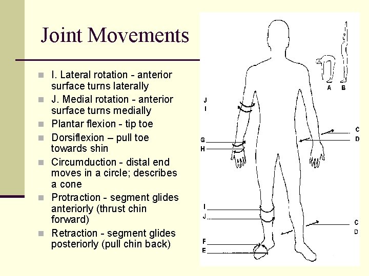 Joint Movements n I. Lateral rotation - anterior n n n surface turns laterally