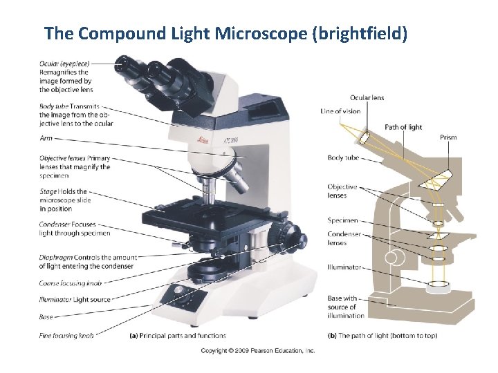 The Compound Light Microscope (brightfield) 