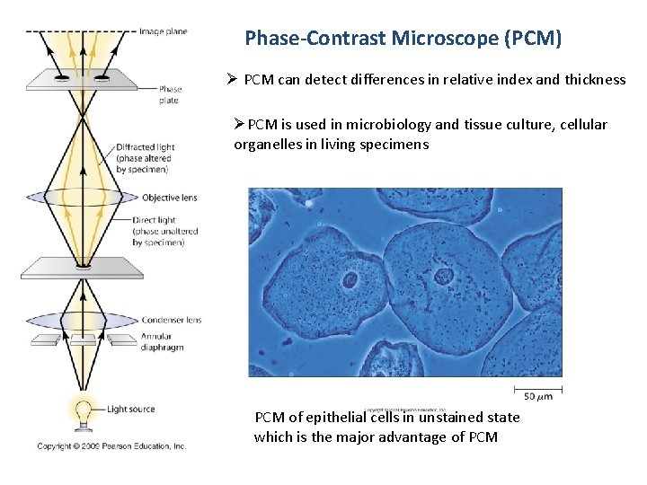 Phase-Contrast Microscope (PCM) Ø PCM can detect differences in relative index and thickness ØPCM